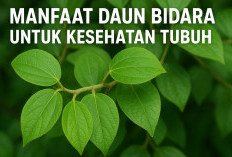 5 Khasiat Daun Bidara untuk Kesehatan, dari Penangkal Radikal Bebas Hingga Penyejuk Pikiran