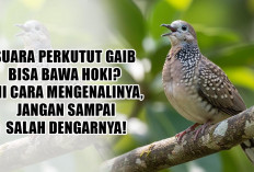 Suara Perkutut Gaib Bisa Bawa Hoki? Ini Cara Mengenalinya, Jangan Sampai Salah Dengarnya!
