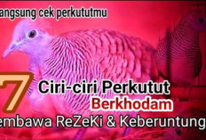 Keberuntungan dalam Kicauan! 7 Ciri Burung Perkutut Berkhodam, Pembawa Rezeki Kepada Pemiliknya