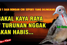 Menurut Primbon Jawa, Ini 5 Jenis Burung Perkutut Sakral yang Konon Bisa Datangkan Keberuntungan dan Kekayaan