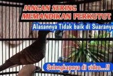 Rutin Memandikan Perkutut, Bikin Gacor atau Bahaya? Jangan Salah Rawat, Ini Panduan Lengkapnya