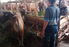 Menjelang Idul Adha, Penjual Hewan Kurban di Palembang Diserbu Masyarakat