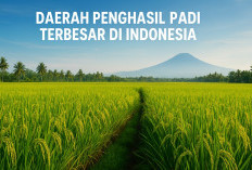 6 Daerah Penghasil Padi Terbesar di Indonesia, Jadi Penopang Utama Ketahanan Pangan Nasional