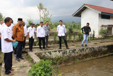Jadikan Lahat Lumbung Ikan, Bupati Survey Balai Benih Ikan di Kota Agung, Ini Penampakannya 