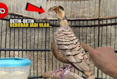 Misteri Tengah Malam! Detik-Detik Perkutut Berubah Wujud Jadi Ular Berbisa Hanya Dalam Semalam, Pemilik Langsu