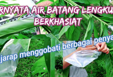 Bikin Kaget, Air Lengkuas Ternyata Obat Sederet Penyakit Ini