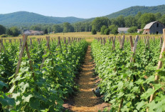 5 Daerah Penghasil Timun Terbanyak di Sumatera Selatan Tahun 2025