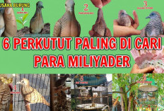 6 Katuranggan Perkutut Paling Dicari Kolektor, Langka dan Harganya Bikin Melongo!