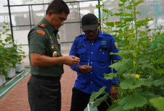 Apa Tujuan Pangdam II Sriwijaya Laksanakan Polinasi melon di Urban Farming Taman Aspirasi