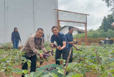 Bekali Keterampilan Warga Binaan, Kepala Rutan Kelas I Palembang Pimpin Panen Hasil Pertanian Warga Binaan