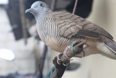 Cara Merawat Perkutut Agar Cepat Jinak, Panduan bagi Pemula