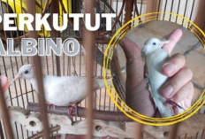 Jadi Incaran Kolektor! Ini Mitos Perkutut Albino yang Dipercaya Simbol Perdamaian dan Pembuka Pintu Rezeki