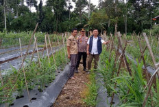 Tak Tersohor Namanya tapi Miliki Khasiat Penghangat Tubuh, Tanaman Ini Dapat Dijumpai di Muara Payang Lahat