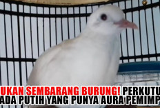 Bukan Sembarang Burung! Perkutut Dada Putih yang Punya Aura Pemimpin