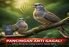 Pancingan Anti Gagal! Suara Rintihan Betina Paling Ampuh Bikin Perkutut Lokal Gacor Sejak Dini