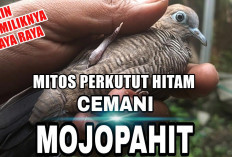 Mitos Perkutut Hitam Cemani Majapahit, Bikin Pemiliknya Kaya Raya