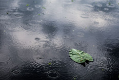 Prakiraan Cuaca di Sumsel Hari Ini 18 Agustus 2025, Sebagian Wilayah Hujan Ringan