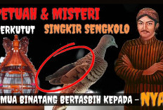 Keistimewaan Perkutut Katuranggan Singkir Sengkolo, Burung Legendaris Penuh Tuah dan Perlindungan