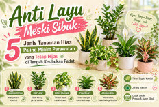 Anti Layu Meski Sibuk! 5 Jenis Tanaman Hias Paling Minim Perawatan yang Tetap Hijau di Tengah Kesibukan Padat