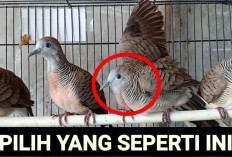5 Tips dan Trik Memilih Burung Perkutut Ombyokan Sehat dan Produktif!