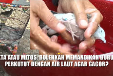 Fakta atau Mitos, Bolehkah Memandikan Burung Perkutut dengan Air Laut agar Gacor?