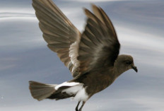 Burung Petrel Badai Polinesia yang Terancam Punah Kembali ke Kepulauan Pasifik Setelah Menghilang Satu Abad