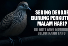 Sering Dengar Burung Perkutut Malam Hari? Ini Arti yang Mungkin Belum Kamu Tahu