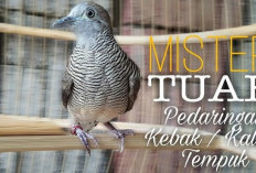 Mengenal Ciri-ciri Perkutut Kalung Tepung, Burung Paling Dicari Kolektor, Tuahnya Dahsyat!