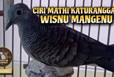 Mengenal Burung Perkutut Wisnu Mangenu, Dipercaya Membawa Tuah dan Keberuntungan bagi Pemiliknya