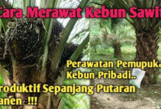 5 Tips Perawatan Kelapa Sawit Agar Tanaman Tumbuh Subur, Kuat, dan Menghasilkan Buah Melimpah Setiap Tahun