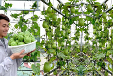 5 Daerah Penghasil Labu Siam Terbanyak di Sumatera Selatan Tahun 2025!