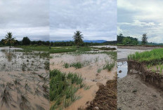 Sabar Ya, Ini Cobaan! 20 Hektar Sawah di Desa Tanjung Alam Lahat Gagal Tanam, Ini Penyebabnya 