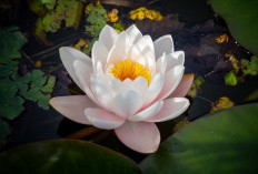 5 Manfaat Bunga Teratai yang Luar Biasa, Rahasia Kesehatan dan Kecantikan yang Telah Dibuktikan Berabad-Abad