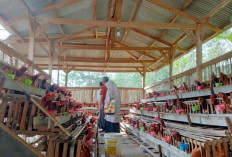 Pemdes Makartitama Lahat Mampu Hasilkan Jutaan Omset dari Telur Ayam, Ini Resep Jitunya