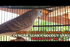 Perkutut Lokal Gacor! Suara Ndudut Variasi Bikin Lawan Emosi dan Manggung