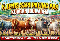 5 Jenis Sapi yang Paling Pas untuk Kurban Idul Adha karena Memiliki Bobot Besar dan Kualitas Daging Terbaik