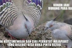 Konon Jadi Burung Para Raja, Ini Keistimewaan dan Ciri Perkutut Majapahit yang Disebut Bisa Buka Pintu Rezeki