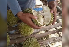 Durian Terong Khas Kota Lubuklinggau Kecil Buahnya Manis Rasanya