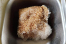 Keburu Ketahuan! Ada Tahu Busuk dalam Sajian MBG di SMPN 2 Rantau Alai Ogan Ilir, SPPG Minta Maaf