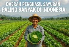 Mengejutkan! Ini 4 Daerah Penghasil Sayuran Terbanyak di Indonesia, Sumbang Sebagian Besar Konsumsi Nasional