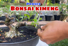 Bukan Sekadar Estetika! Bonsai Kimeng, Si Raja Hijau Berdaun Kaya Antioksidan, Hidup Abadi!