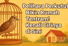 Pelihara Perkutut, Bikin Rumah Tentram! Kenali Cirinya di Sini