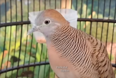 3 Jenis Perkutut Pembawa Rezeki Berlimpah, Bikin Pemiliknya Bertabur Cuan