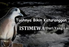 Keunikan Garis Dada yang Terbelah pada Burung Perkutut, Diyakini Melambangkan Aliran Rezeki Tanpa Henti