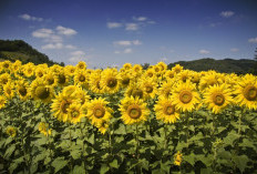 7 Fakta Unik Bunga Matahari, Selalu Menghadap Matahari