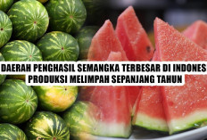 Tak Pernah Sepi Panen! 5 Daerah Penghasil Semangka Terbesar di Indonesia, Produksi Melimpah Sepanjang Tahun