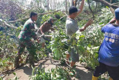 Respon Cepat Prajurit Kodim 0406/LLG Bantu Warga Atasi Pohon Tumbang