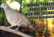 Burung Perkutut Kurus dan Lesu? Bisa Jadi Cacingan, Ini Cara Mengatasinya!