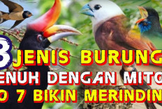 8 Jenis Burung Penuh Misteri, Makhluk Bersayap yang Dipercaya Membawa Pertanda Baik, Buruk, hingga Kematian