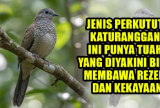 UNIK! Jenis Perkutut Katuranggan Ini Punya Tuah yang Diyakini Bisa Membawa Rezeki dan Kekayaan, Begini Cirinya